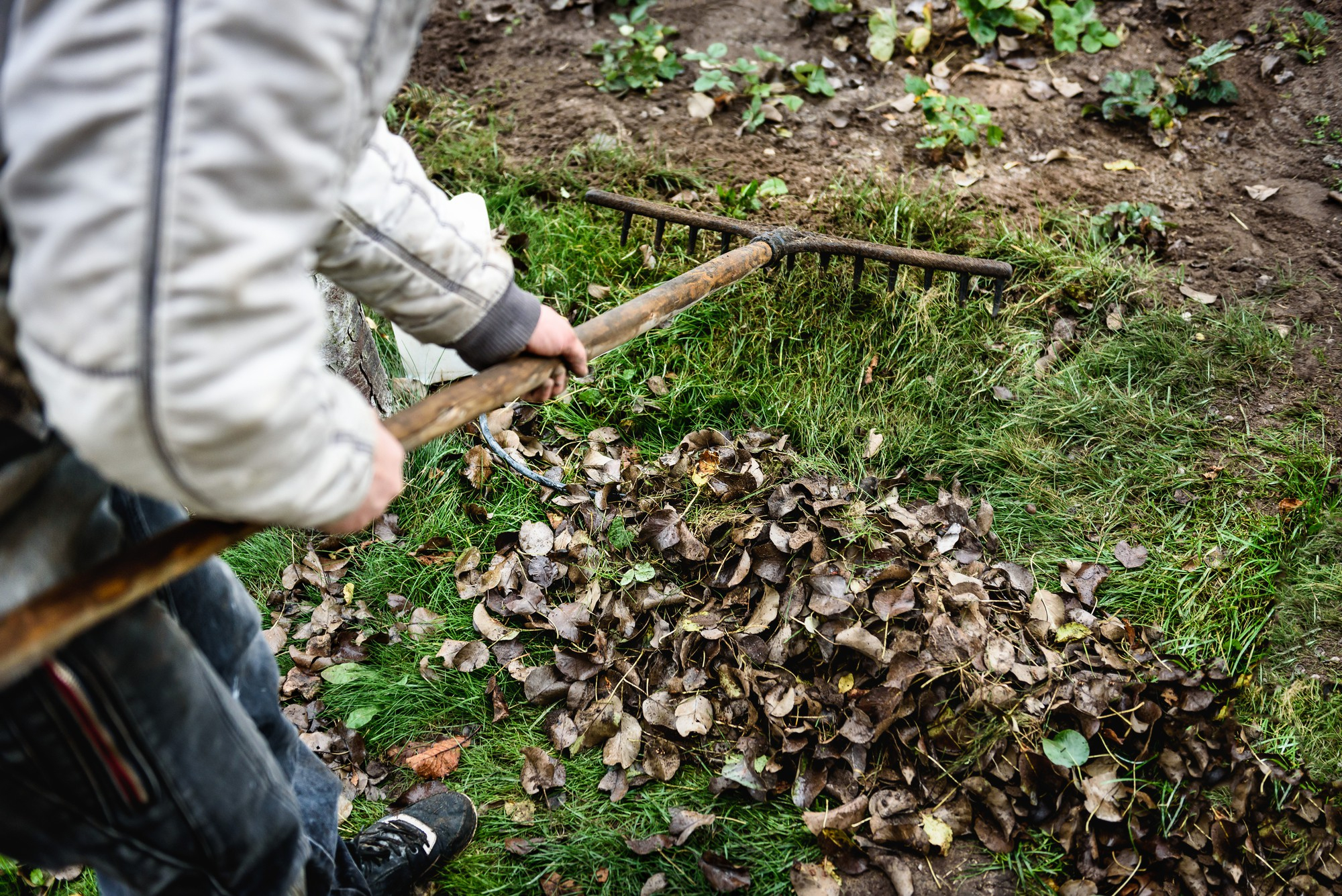 Garden clearance service